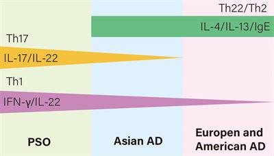 Application of JAK inhibitors in paradoxical reaction through immune-related dermatoses